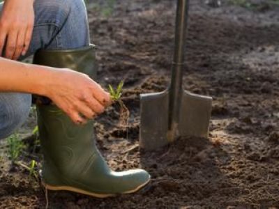 10 astuces pour en finir avec les mauvaises herbes