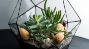 10 étapes pour un terrarium réussi