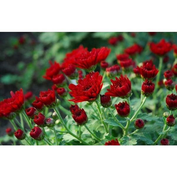 10 Plantesfleurs Dautomne Pour Jardinière Ou Jardin