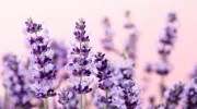 10 plantes odorantes pour un jardin parfumé