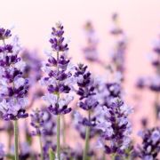 10 plantes odorantes pour un jardin parfumé