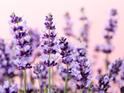 10 plantes odorantes pour un jardin parfumé