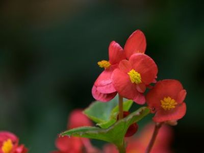 10 plantes toxiques pour votre intérieur