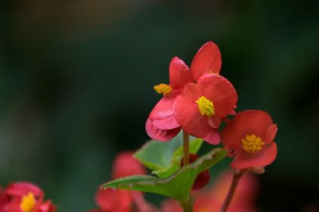 10 plantes toxiques pour votre intérieur