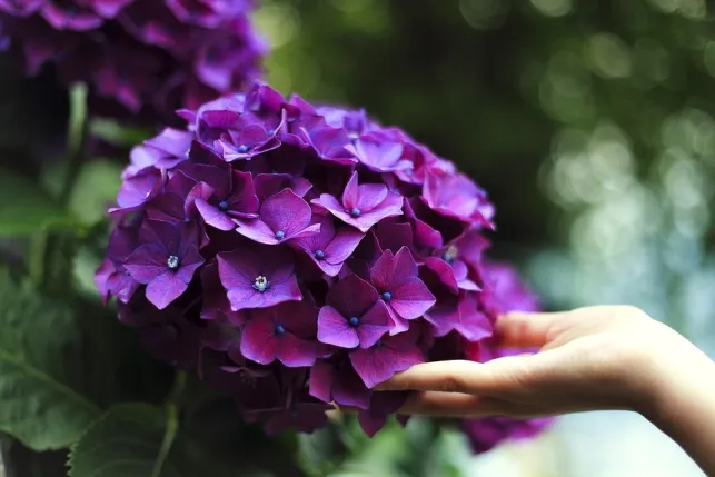 5 astuces pour avoir de beaux hortensias