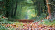 Acheter un terrain avec forêt