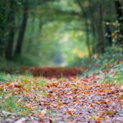Acheter un terrain avec forêt