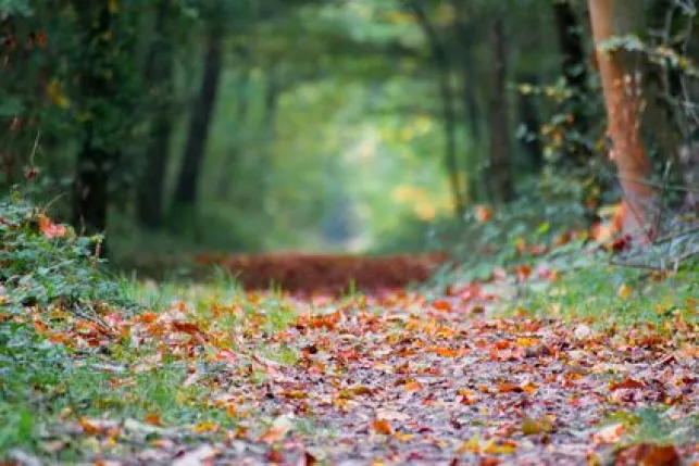 Acheter un terrain avec forêt