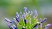 15 fleurs violettes pour votre jardin