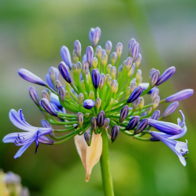 Les petites clochettes de l'agapanthe apporteront de la couleur à votre allée de jardin