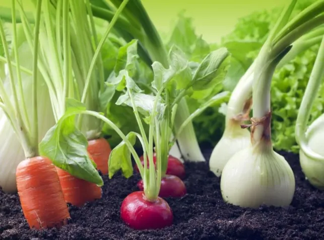 Ajouter de la tourbe dans un jardin potager