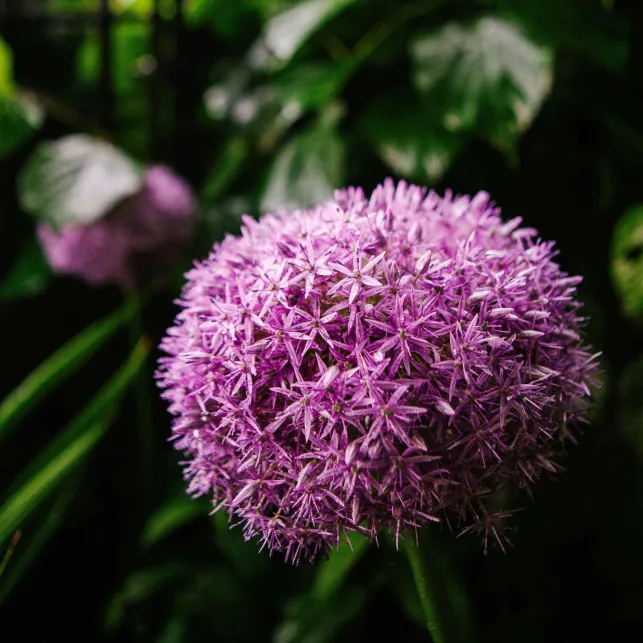 Avec sa forme de boule violette, l'allium décorera vos massifs floraux