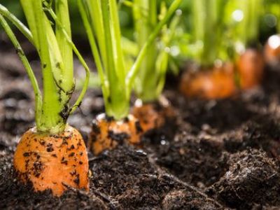 Amender le sol d’un jardin selon sa nature