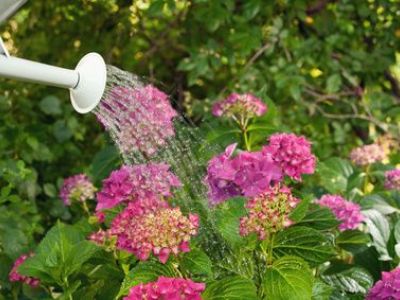 Arroser son jardin : les techniques pour économiser l’eau