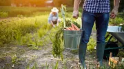 Bien associer les légumes au potager