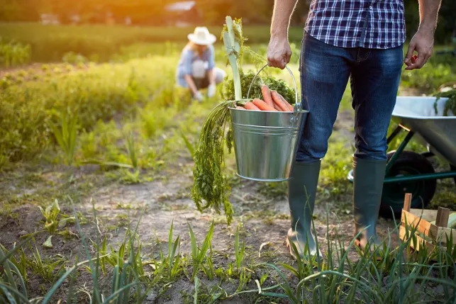 Bien associer les légumes au potager