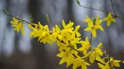 Bouturer un forsythia