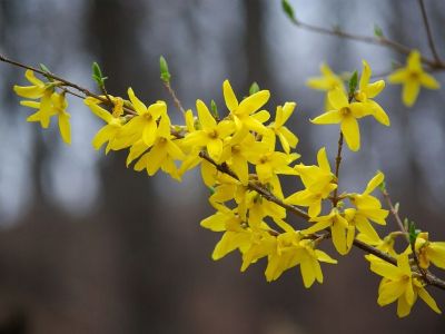 Bouturer un forsythia