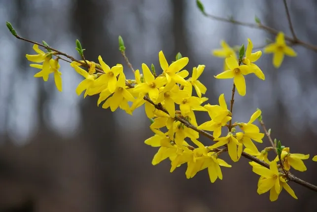 Bouturer un forsythia