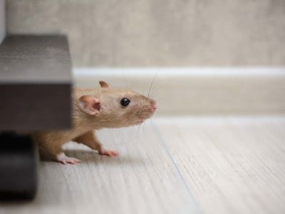 Bruit de rongeurs dans les murs de la maison