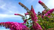 Faites attention à cette plante qui peut être un poison pour votre jardin&nbsp;!