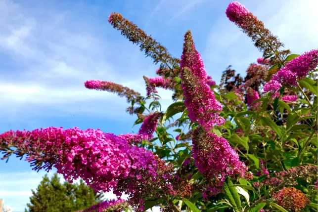 Faites attention à cette plante qui peut être est un poison pour votre jardin !