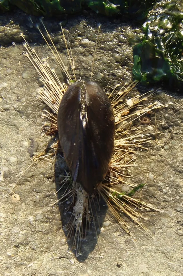 Le byssus des moules est une fibre naturelle avec des propriétés exceptionnelles