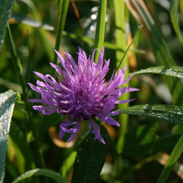 Créez un jardin champêtre avec un massif de centaurées, une petite fleur mauve