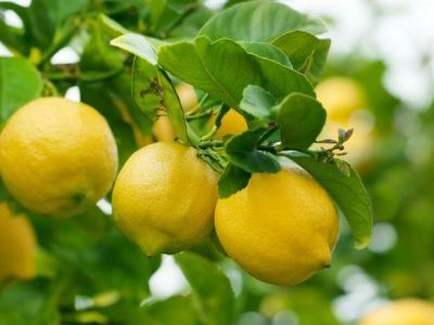 Citronnier en pot : 10 astuces pour bien l’entretenir