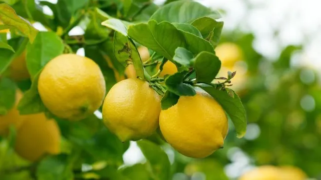 Citronnier en pot : 10 astuces pour bien l’entretenir