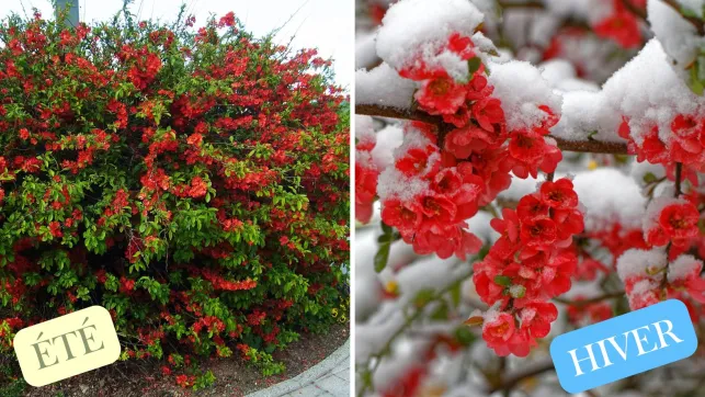 Cognassier du Japon Été vs Hiver