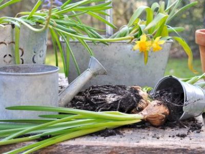 Comment bien planter les bulbes à fleurs