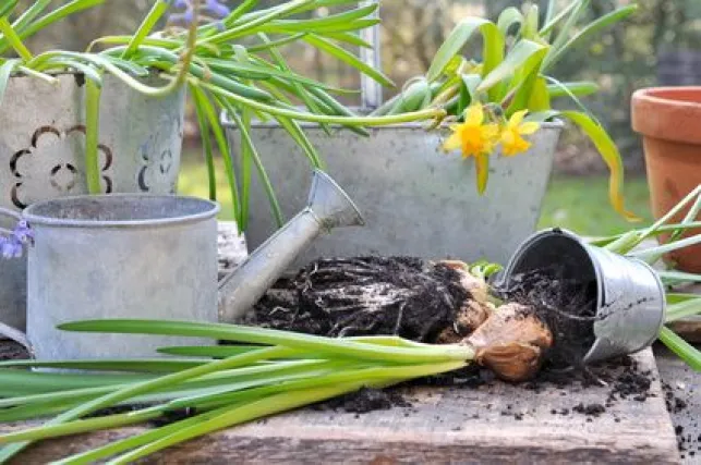 Comment bien planter les bulbes à fleurs