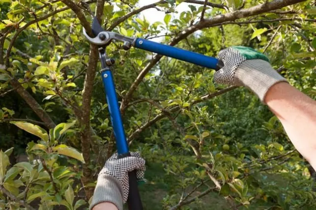 Comment couper des branches d’arbre en hauteur ?