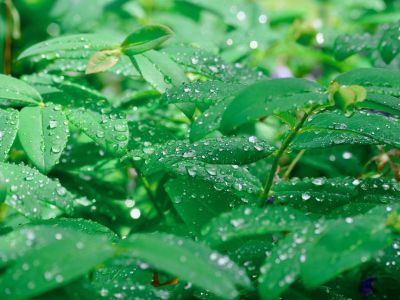 Comment créer un coin de fraîcheur dans un jardin ?