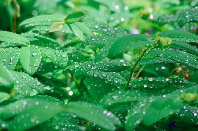 Comment créer un coin de fraîcheur dans un jardin ?