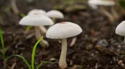 Comment cultivez des champignons chez soi&nbsp;?