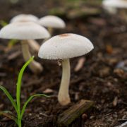 Comment cultivez des champignons chez soi&nbsp;?