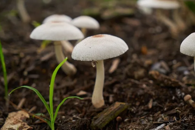Comment cultivez des champignons chez soi ?