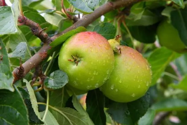 Comment déraciner un arbre