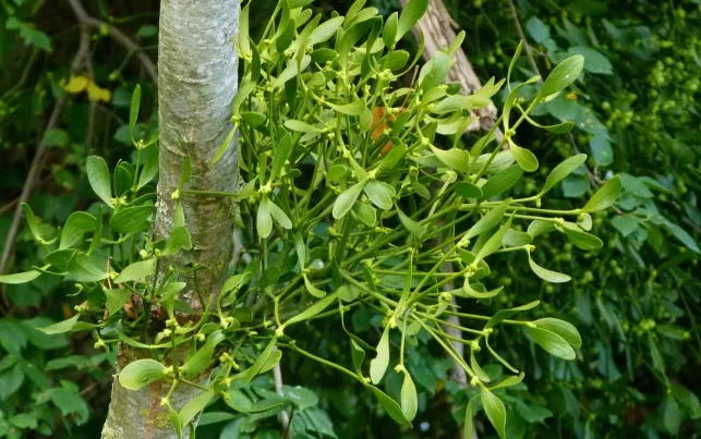 Comment éliminer le gui dans un arbre