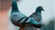 Comment faire fuir les pigeons d’un toit&nbsp;?