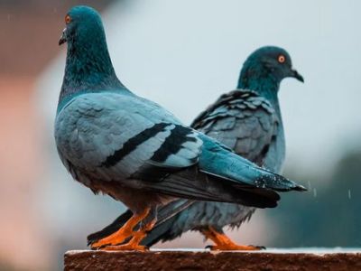 Comment faire fuir les pigeons d’un toit ?