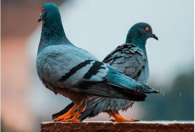Comment faire fuir les pigeons d’un toit ?