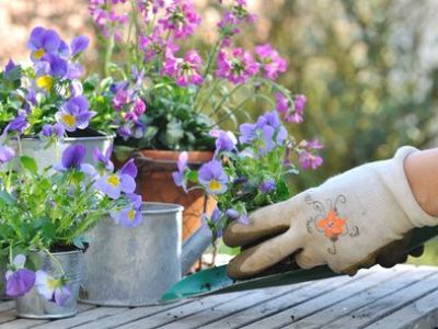 Comment multiplier des plantes ou des fleurs ?