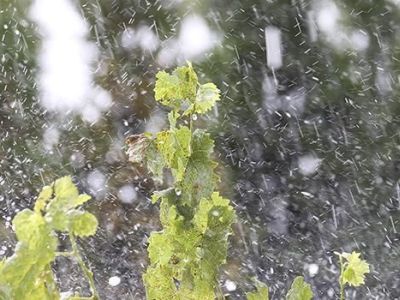 Comment protéger son jardin de la grêle ?