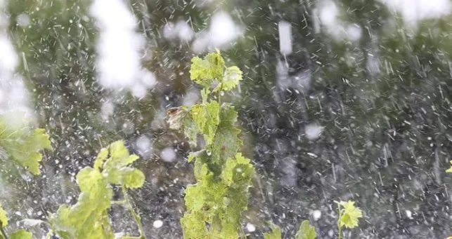 Comment protéger son jardin de la grêle ?