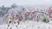 Comment protéger son jardin des gelées&nbsp;?