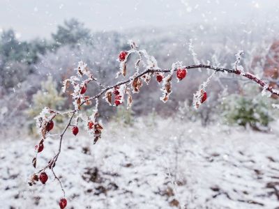 Comment protéger son jardin des gelées ?