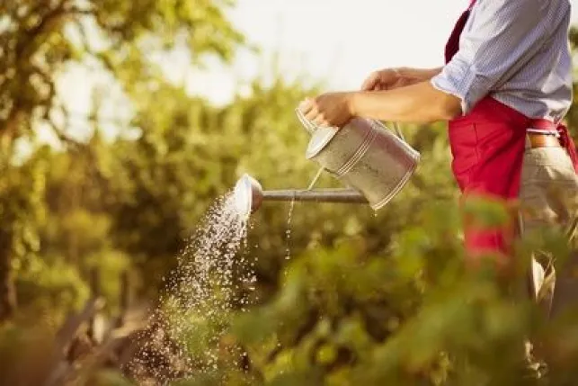 Comment protéger son jardin en période de canicule ?